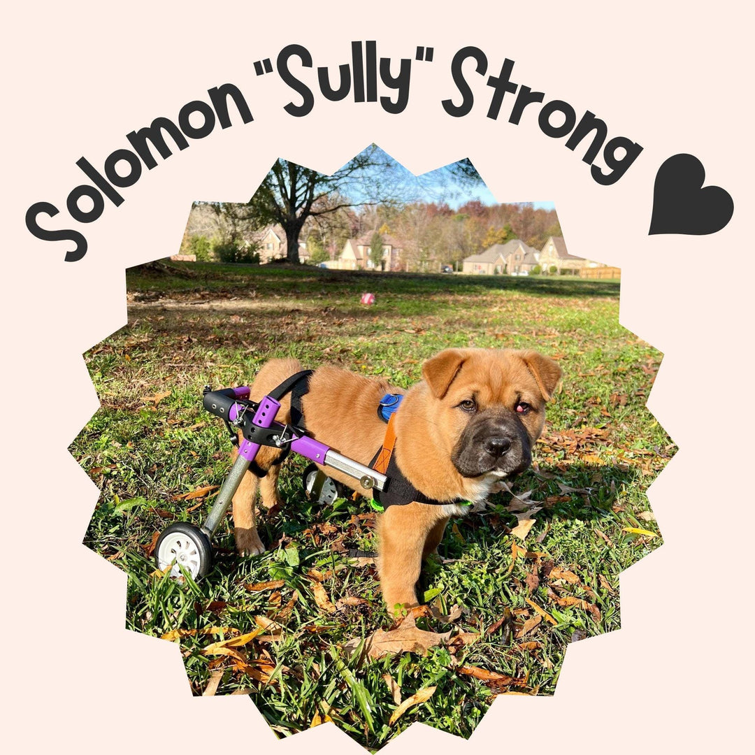 a small brown dog standing on top of a grass covered field